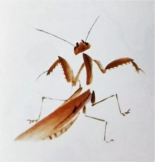 畫螳螂