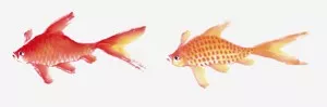 畫家馮增木寫意金魚畫法圖31