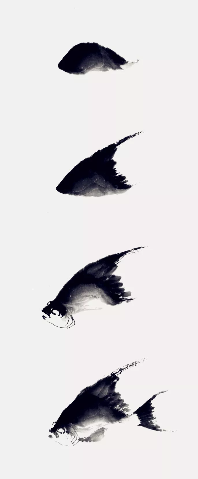 神仙魚畫法 神仙魚畫法