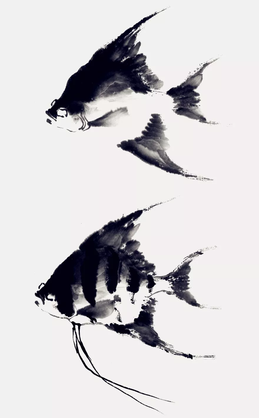 神仙魚畫法 神仙魚畫法