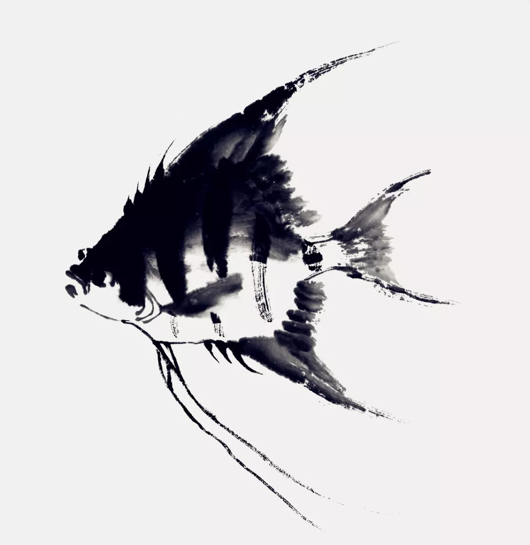 神仙魚畫法 神仙魚畫法