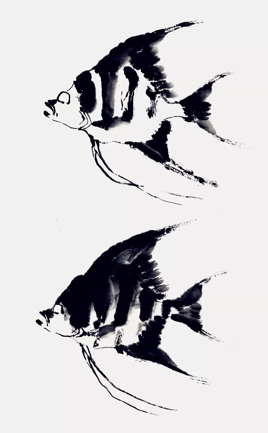 神仙魚畫法 神仙魚畫法