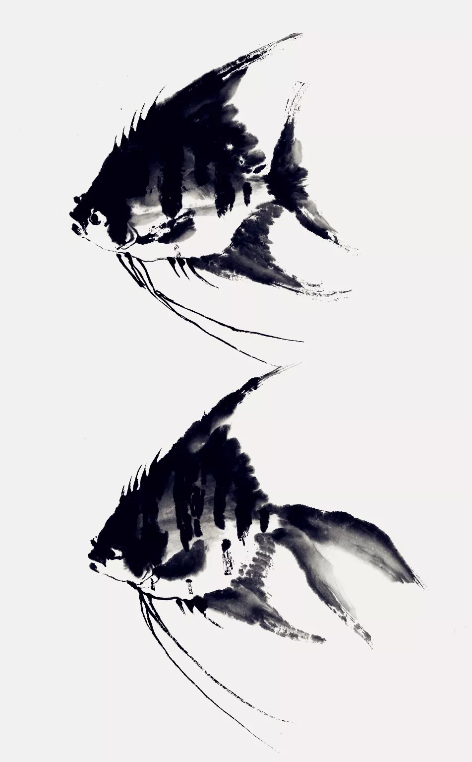 神仙魚畫法 神仙魚畫法