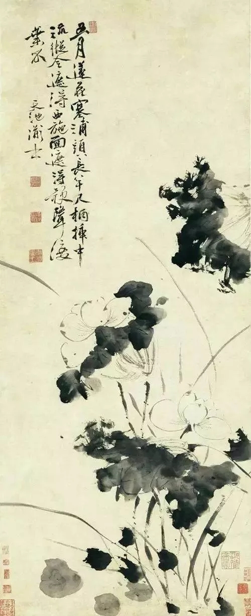 徐渭《五月蓮花圖明》
