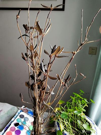 陳培潑日記-詩(shī)歌新作《高山杜鵑》作者-陳培潑
這個(gè)不聲不響的家伙
其貌不揚(yáng)
面容枯【圖1】